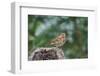 Fox Sparrow-Gary Carter-Framed Premium Photographic Print