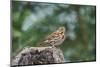 Fox Sparrow-Gary Carter-Mounted Premium Photographic Print