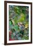 Fox Sparrow-Gary Carter-Framed Photographic Print