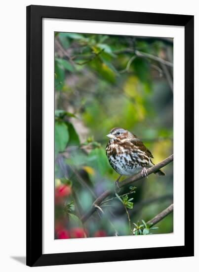 Fox Sparrow-Gary Carter-Framed Photographic Print