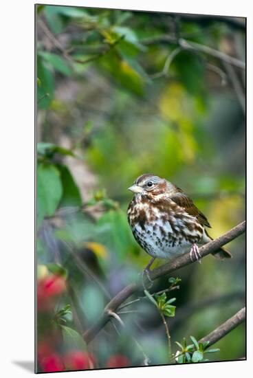 Fox Sparrow-Gary Carter-Mounted Photographic Print