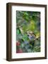 Fox Sparrow-Gary Carter-Framed Photographic Print