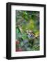 Fox Sparrow-Gary Carter-Framed Photographic Print