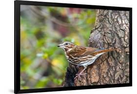 Fox Sparrow-Gary Carter-Framed Photographic Print