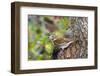 Fox Sparrow-Gary Carter-Framed Photographic Print