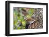 Fox Sparrow-Gary Carter-Framed Photographic Print