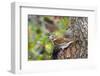 Fox Sparrow-Gary Carter-Framed Photographic Print