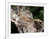 Fox Sparrow-Gary Carter-Framed Photographic Print