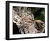 Fox Sparrow-Gary Carter-Framed Photographic Print