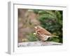 Fox Sparrow-Gary Carter-Framed Photographic Print