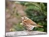 Fox Sparrow-Gary Carter-Mounted Photographic Print