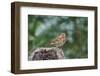 Fox Sparrow-Gary Carter-Framed Photographic Print