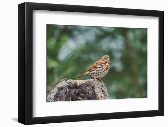 Fox Sparrow-Gary Carter-Framed Photographic Print