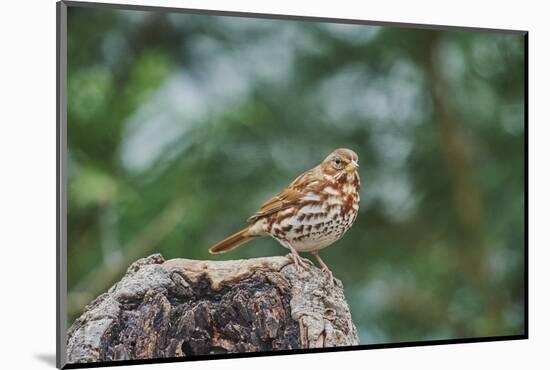 Fox Sparrow-Gary Carter-Mounted Photographic Print