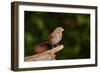 Fox Sparrow-Gary Carter-Framed Photographic Print