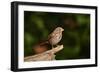 Fox Sparrow-Gary Carter-Framed Photographic Print