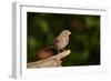 Fox Sparrow-Gary Carter-Framed Photographic Print