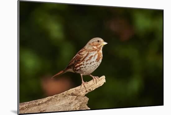 Fox Sparrow-Gary Carter-Mounted Photographic Print