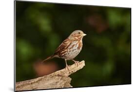 Fox Sparrow-Gary Carter-Mounted Photographic Print