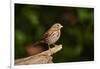 Fox Sparrow-Gary Carter-Framed Photographic Print