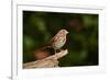 Fox Sparrow-Gary Carter-Framed Photographic Print