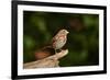 Fox Sparrow-Gary Carter-Framed Photographic Print