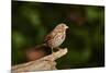 Fox Sparrow-Gary Carter-Mounted Photographic Print