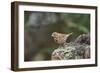 Fox Sparrow-Gary Carter-Framed Photographic Print