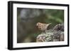 Fox Sparrow-Gary Carter-Framed Photographic Print