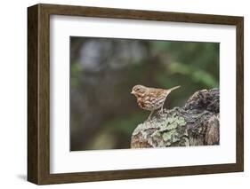 Fox Sparrow-Gary Carter-Framed Photographic Print