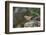 Fox Sparrow-Gary Carter-Framed Photographic Print