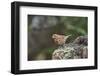 Fox Sparrow-Gary Carter-Framed Photographic Print