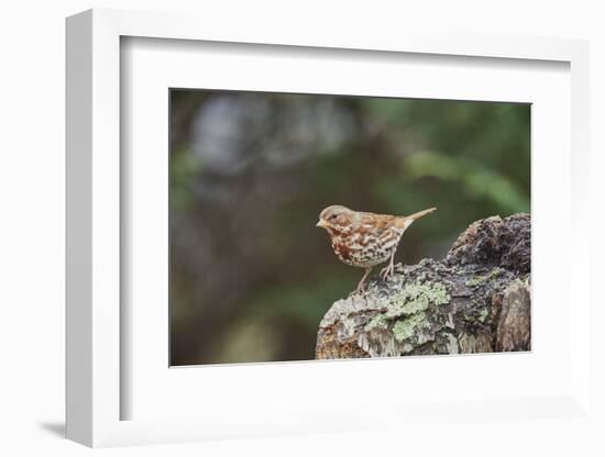 Fox Sparrow-Gary Carter-Framed Photographic Print