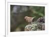 Fox Sparrow-Gary Carter-Framed Photographic Print