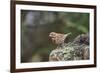 Fox Sparrow-Gary Carter-Framed Photographic Print