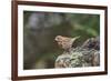 Fox Sparrow-Gary Carter-Framed Photographic Print