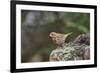 Fox Sparrow-Gary Carter-Framed Photographic Print