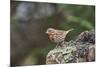 Fox Sparrow-Gary Carter-Mounted Photographic Print