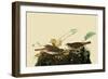 Fox Sparrows-John James Audubon-Framed Giclee Print