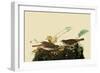 Fox Sparrows-John James Audubon-Framed Giclee Print