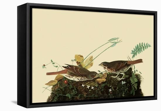 Fox Sparrows-John James Audubon-Framed Stretched Canvas