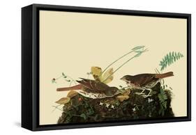 Fox Sparrows-John James Audubon-Framed Stretched Canvas