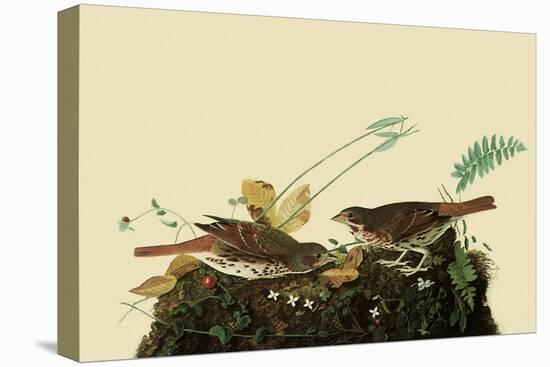 Fox Sparrows-John James Audubon-Stretched Canvas