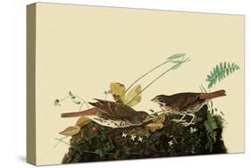 Fox Sparrows-John James Audubon-Stretched Canvas