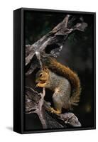 Fox Squirrel Feeding-W. Perry Conway-Framed Stretched Canvas