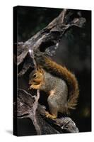 Fox Squirrel Feeding-W. Perry Conway-Stretched Canvas