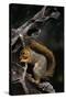 Fox Squirrel Feeding-W. Perry Conway-Stretched Canvas