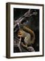 Fox Squirrel Feeding-W. Perry Conway-Framed Photographic Print