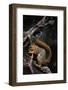 Fox Squirrel Feeding-W. Perry Conway-Framed Photographic Print