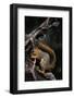 Fox Squirrel Feeding-W. Perry Conway-Framed Photographic Print